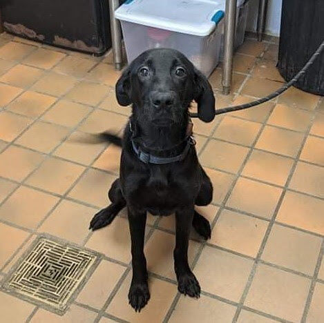 Lab Rescue - Snape1.jpg